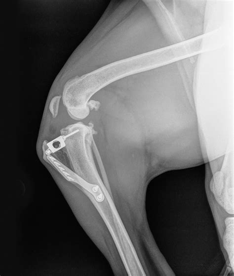 ruptured cruciate ligament dog